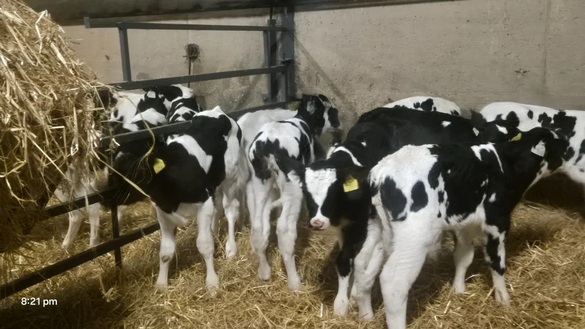 11 Friesian bull sucks for sale - Image 4
