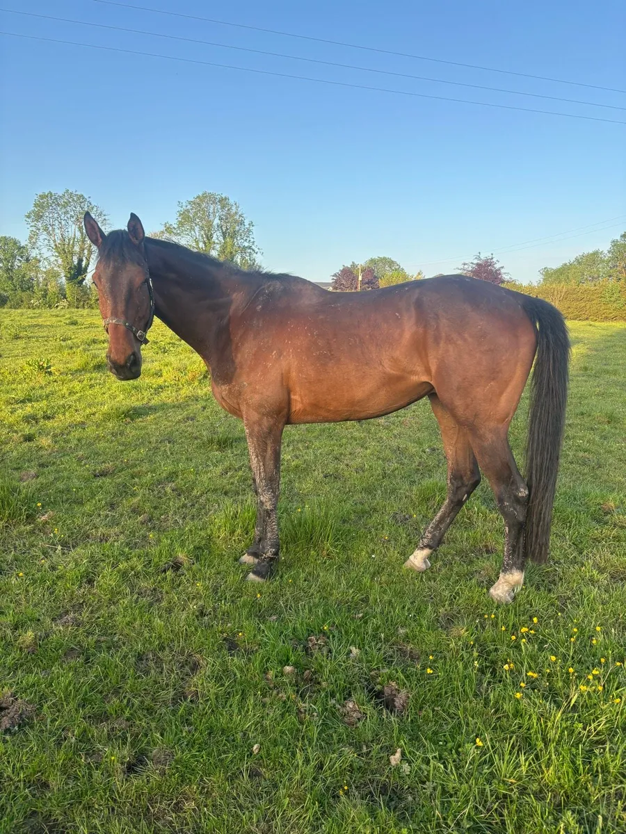 4yr old 17.1 ISH Gelding - Image 1