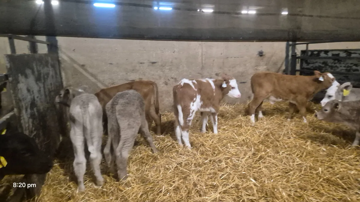 8 Charalois bulls sucks for sale - Image 3