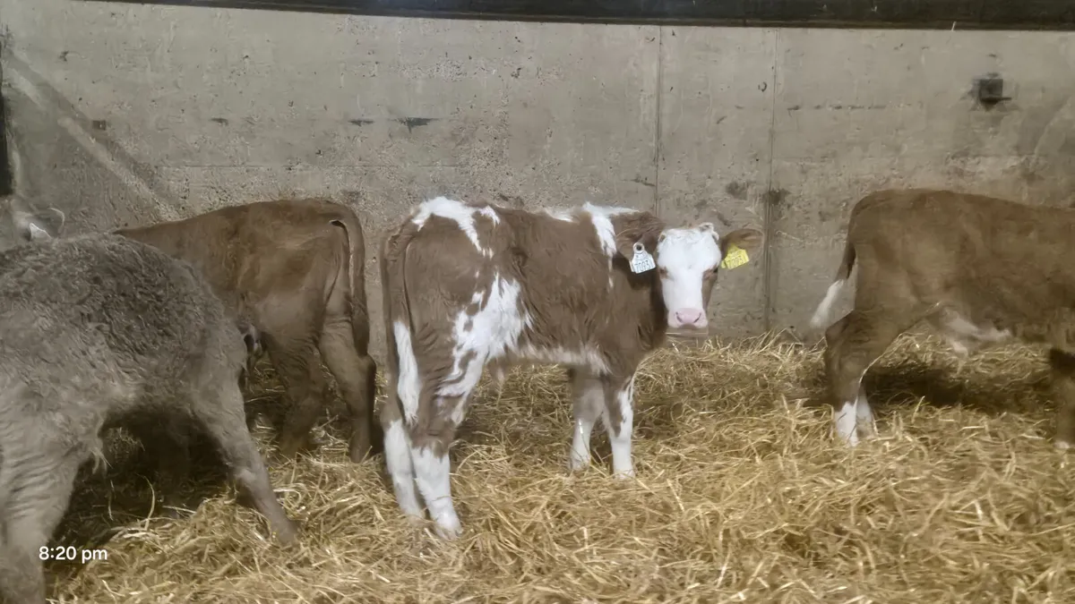8 Charalois bulls sucks for sale - Image 4