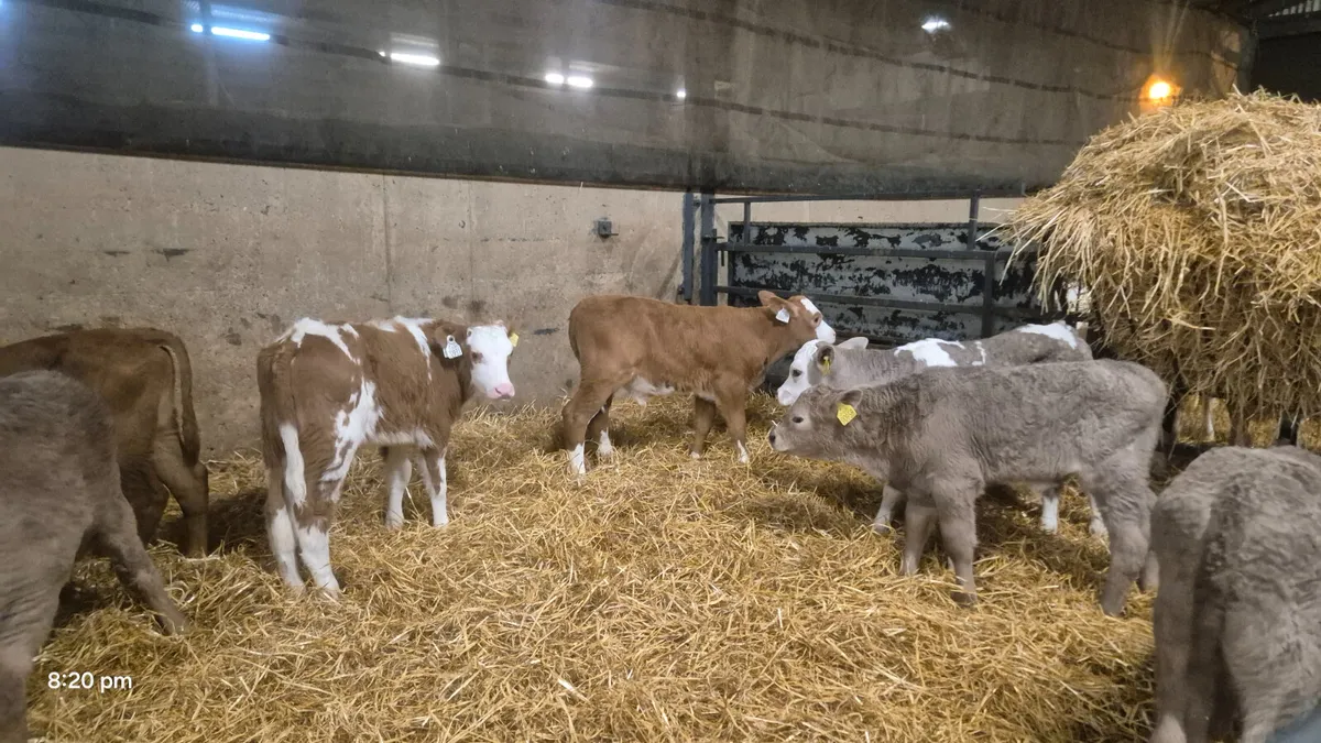 8 Charalois bulls sucks for sale - Image 2
