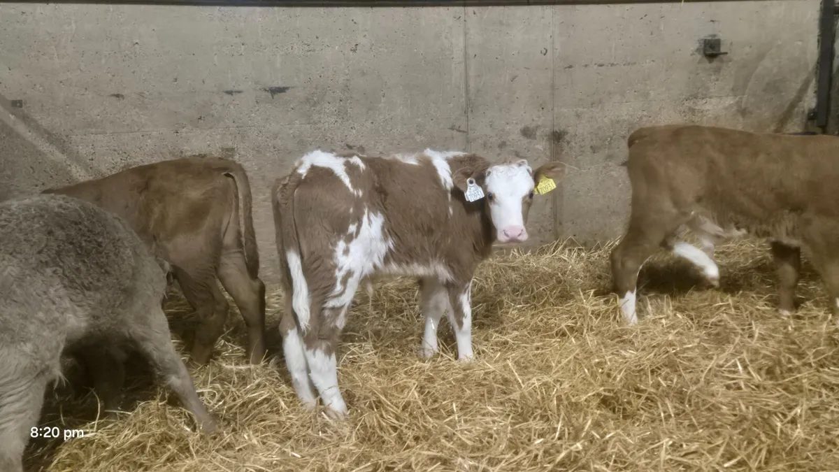 8 Charalois bulls sucks for sale - Image 1
