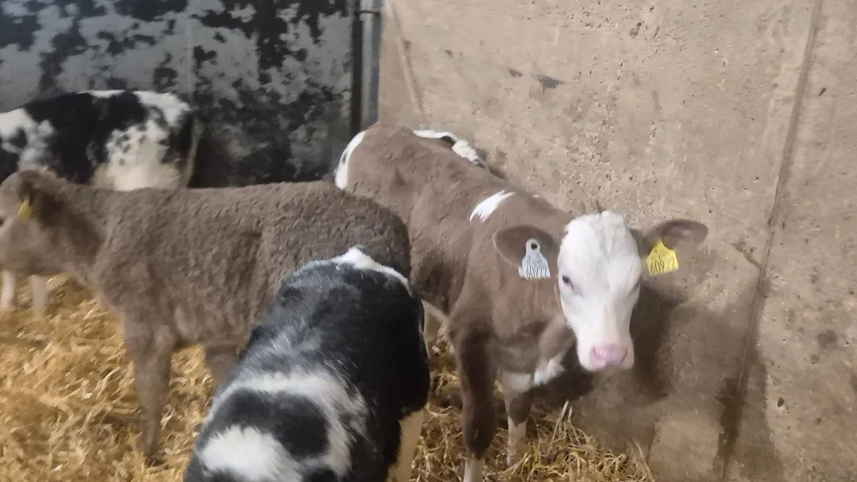 5 Continental heifer calves for sale - Image 4