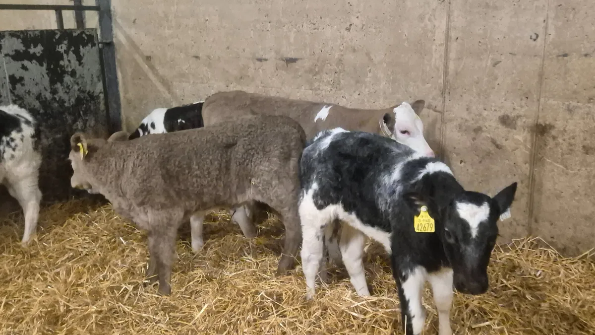 5 Continental heifer calves for sale - Image 2