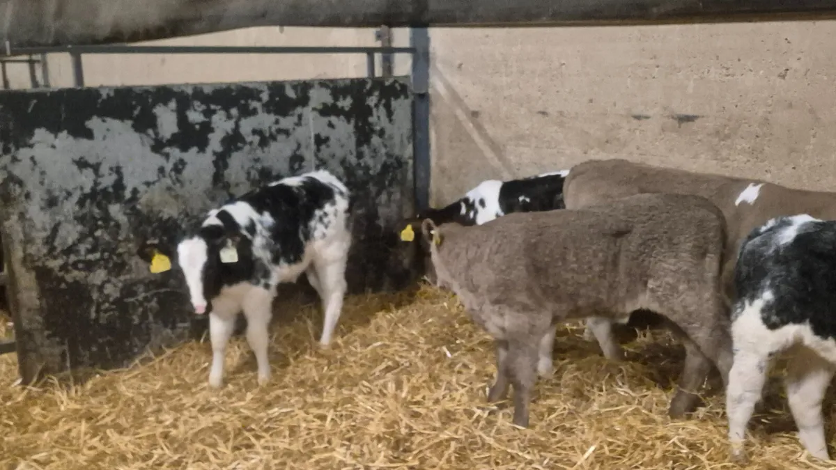 5 Continental heifer calves for sale - Image 1