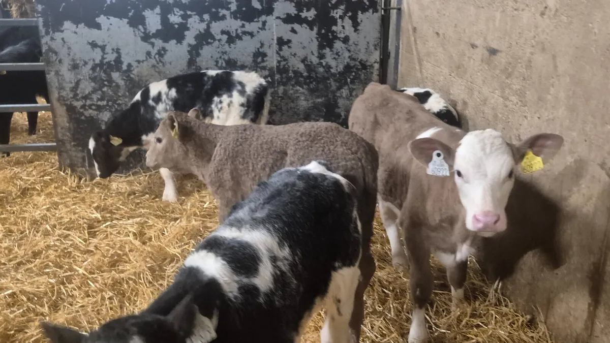 5 Continental heifer calves for sale - Image 3