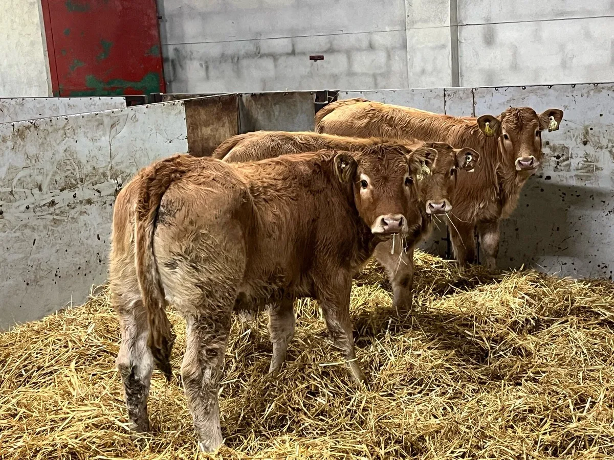 Smashing LIM Heifer Weanlings - Image 1