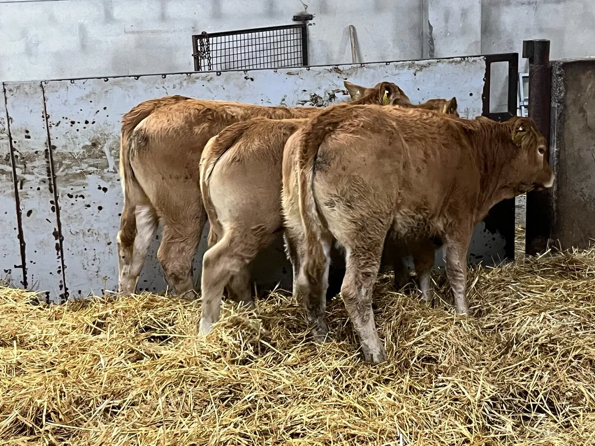 Smashing LIM Heifer Weanlings - Image 4