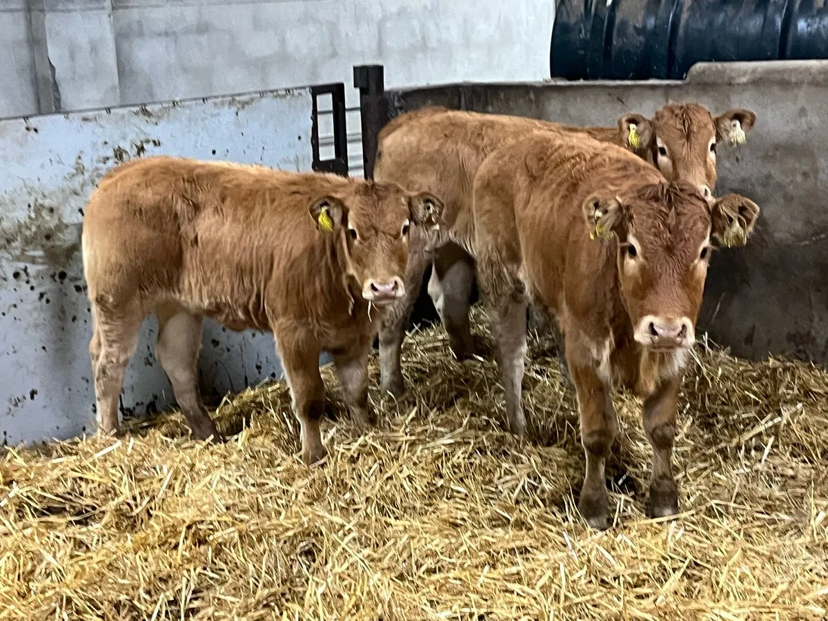 Smashing LIM Heifer Weanlings - Image 2