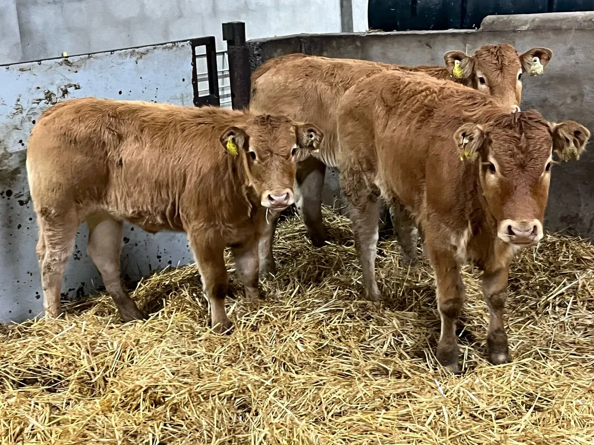 Smashing LIM Heifer Weanlings - Image 3