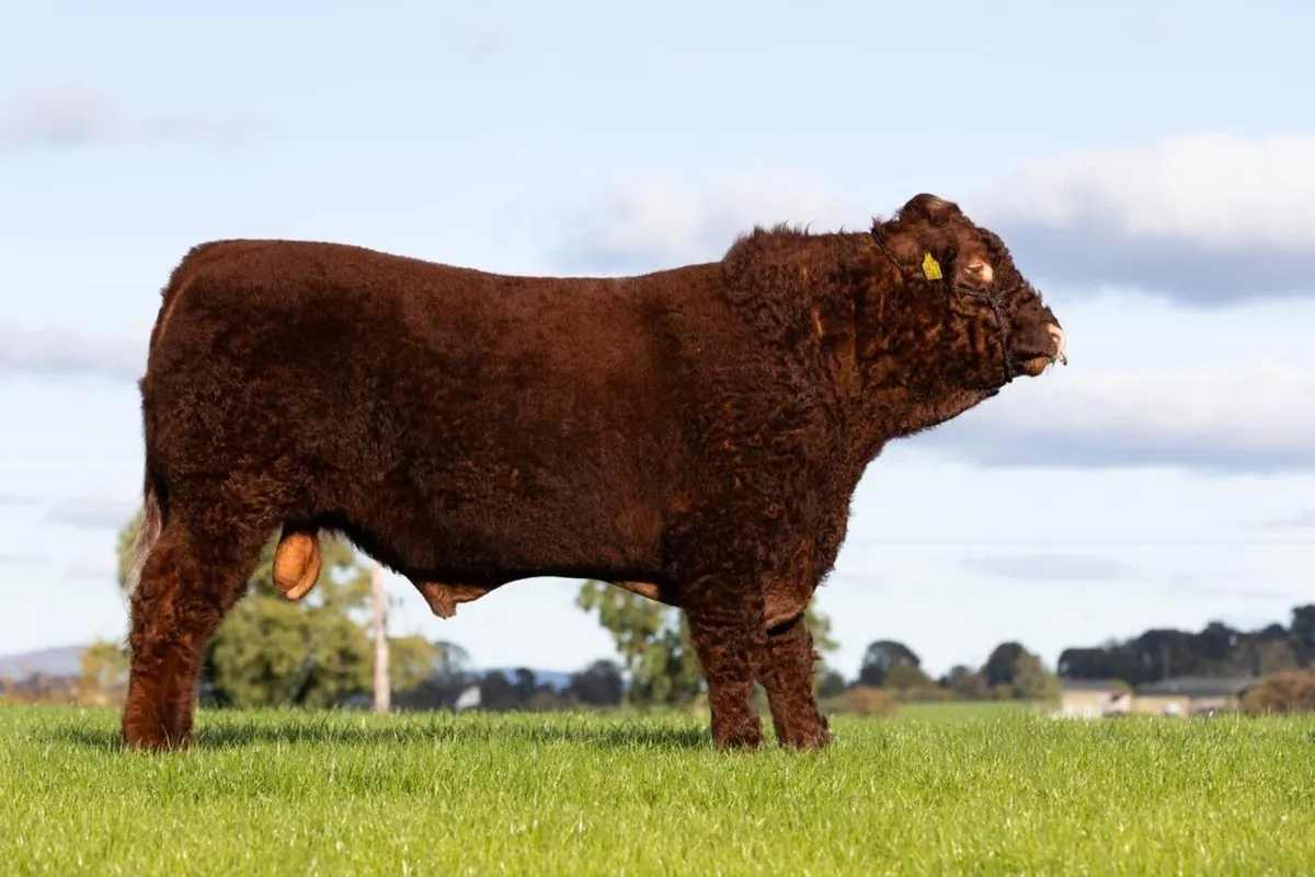 Pedigree Salers bull export tested - Image 1