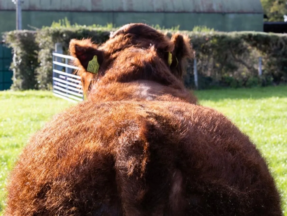 Pedigree Salers bull export tested - Image 2