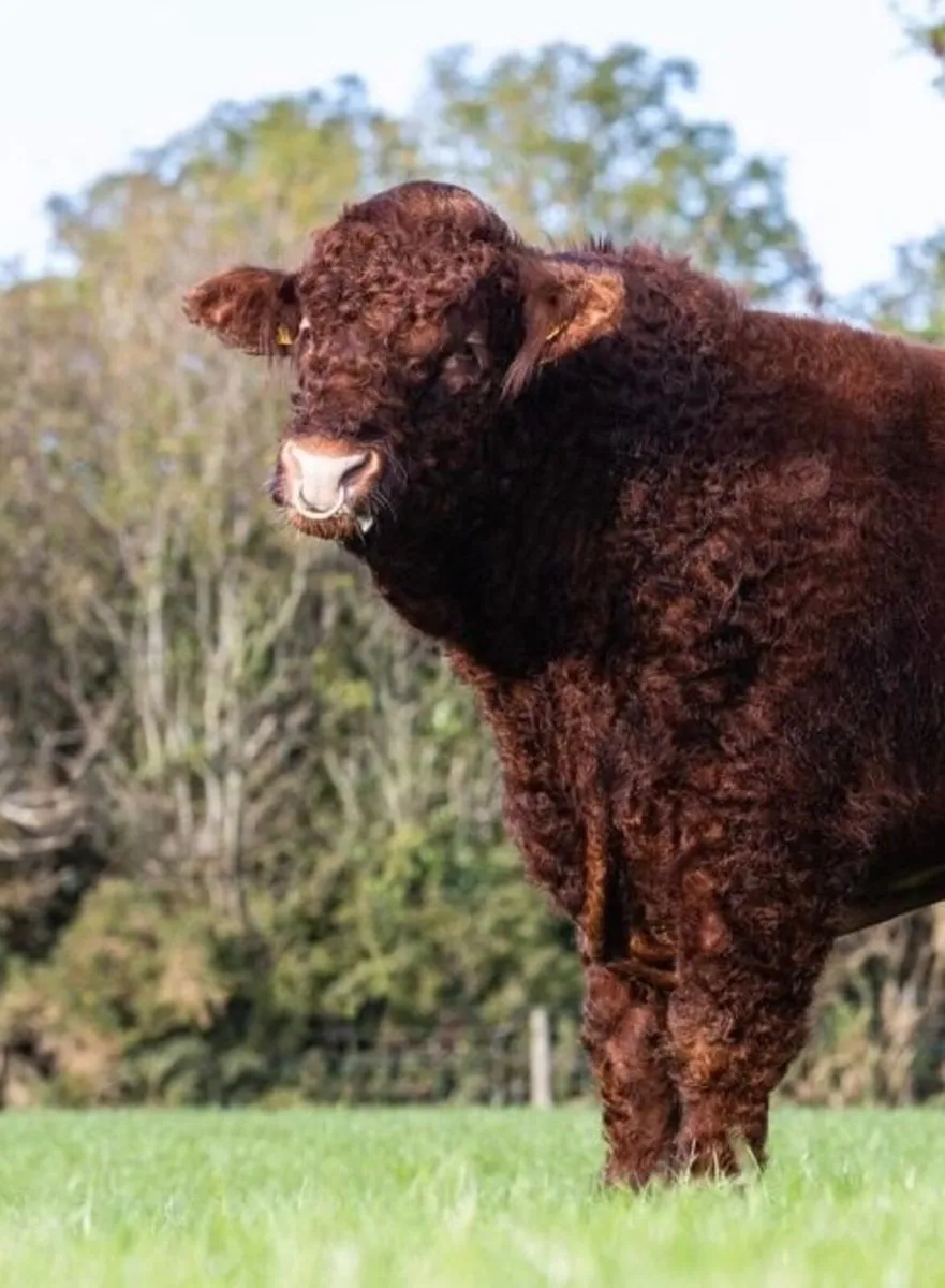 Pedigree Salers bull export tested - Image 3