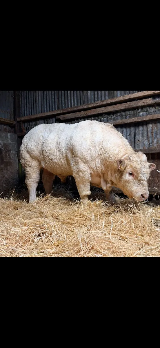 Charolais bull - Image 3