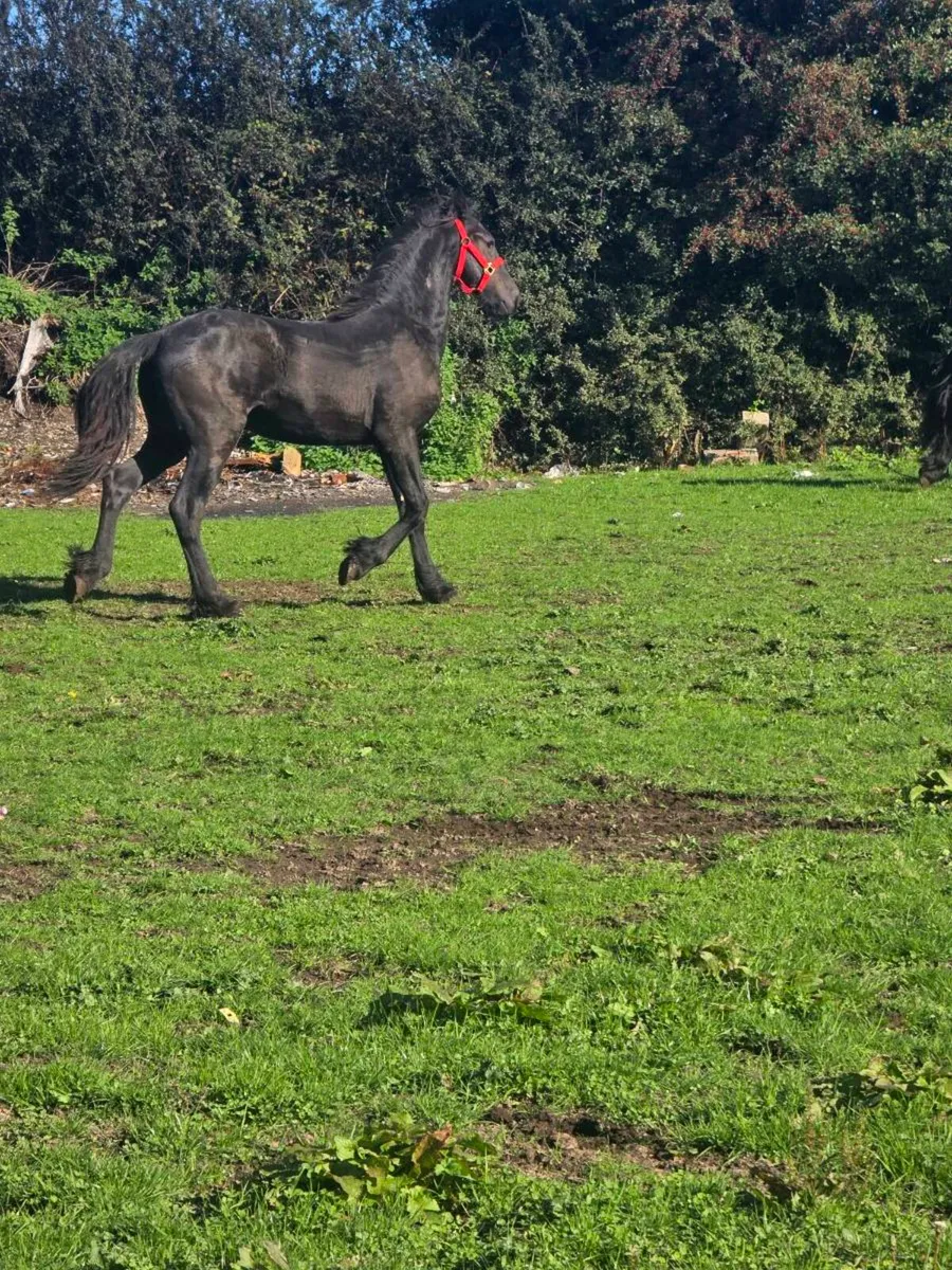 2 Frisian x cob - Image 2