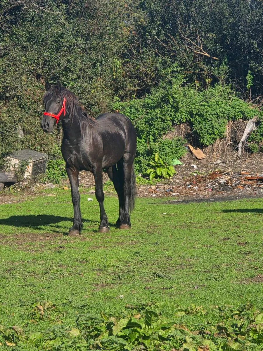 2 Frisian x cob - Image 4