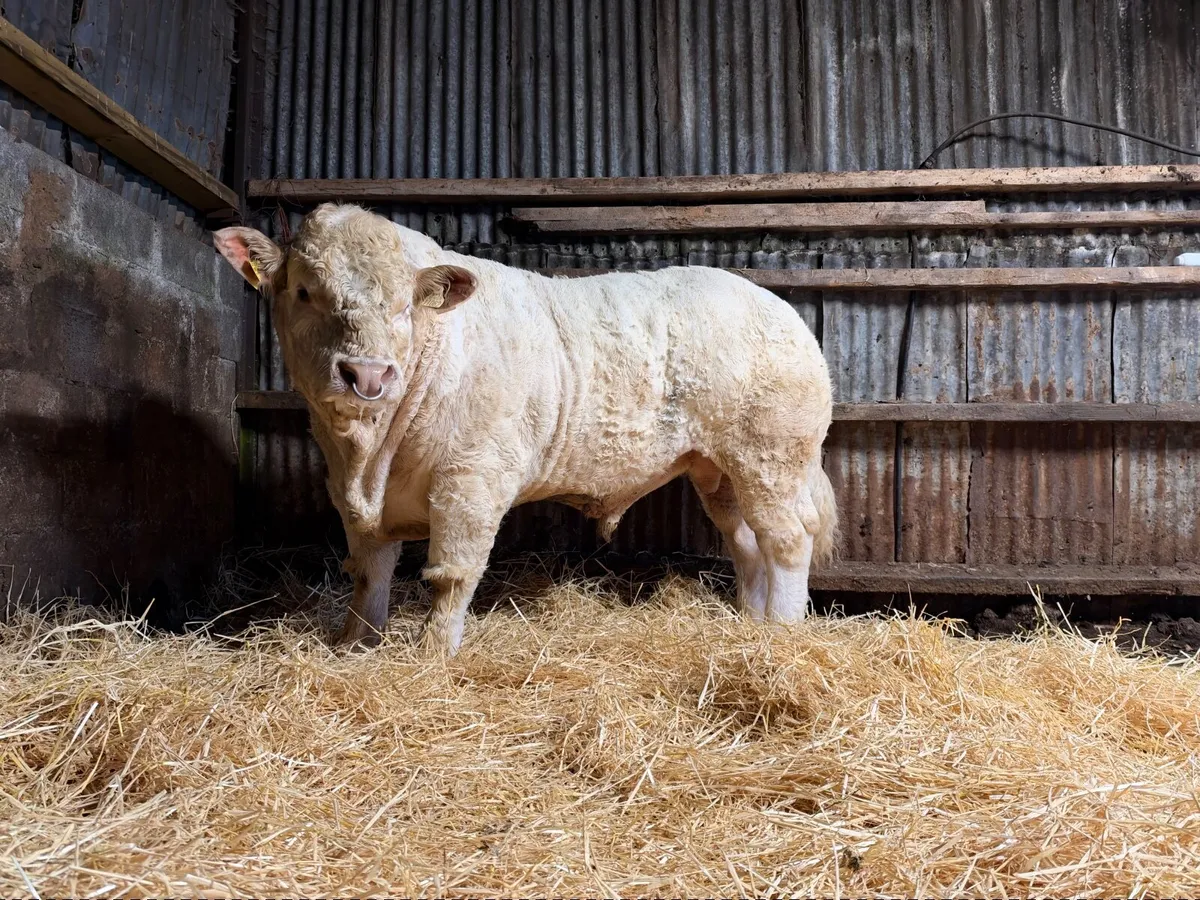 Charolais bull - Image 1