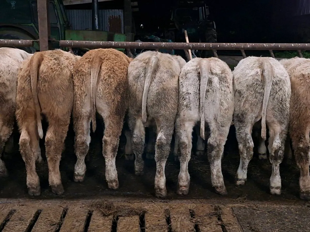 20 Smashing Charlaois Bullocks 360kgs - Image 3