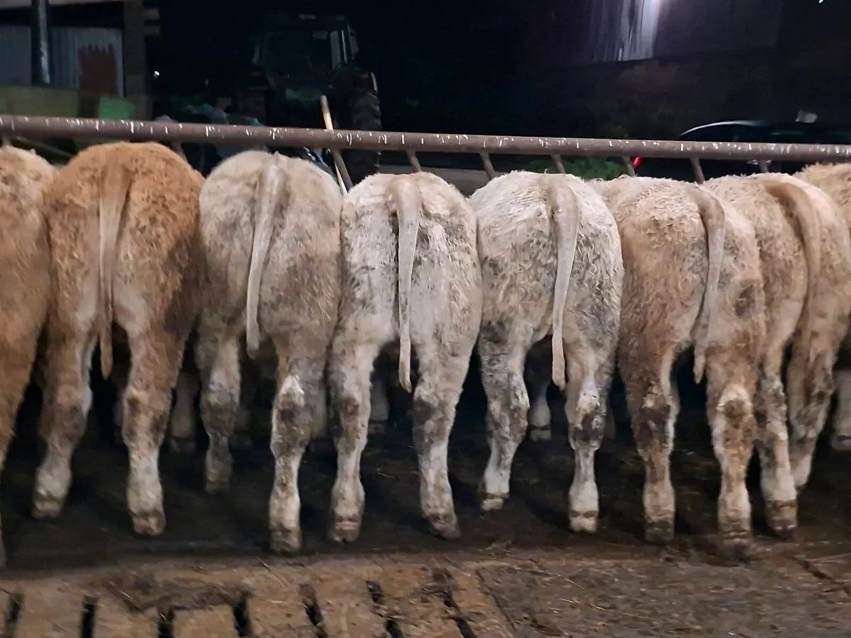 20 Smashing Charlaois Bullocks 360kgs - Image 4