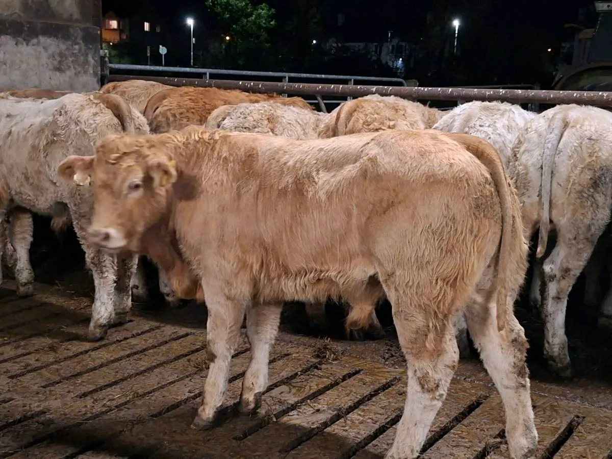 20 Smashing Charlaois Bullocks 360kgs - Image 1