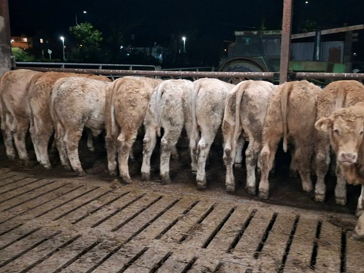 20 Smashing Charlaois Bullocks 360kgs - Image 2
