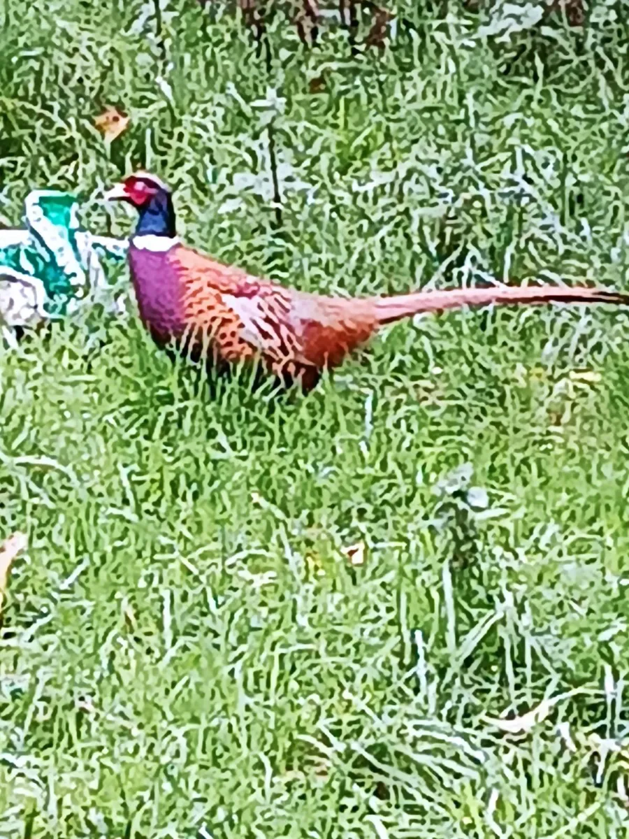 Pheasants 2026 - Image 2