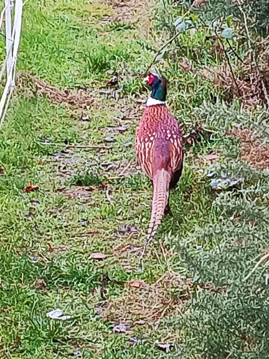 Pheasants 2026 - Image 3