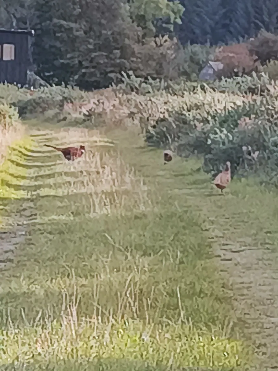Pheasants 2026 - Image 1