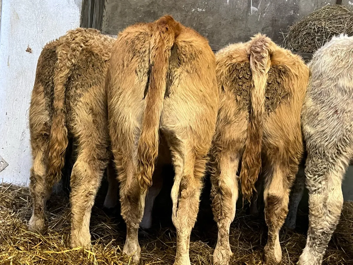 Heifer Weanlings - Image 2