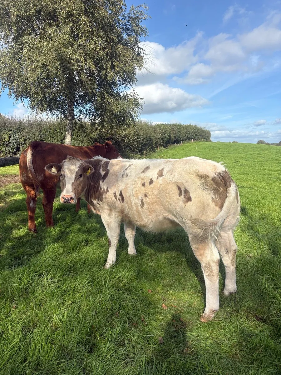 *Ballinakill Mart Tomorrow October 31st * - Image 4