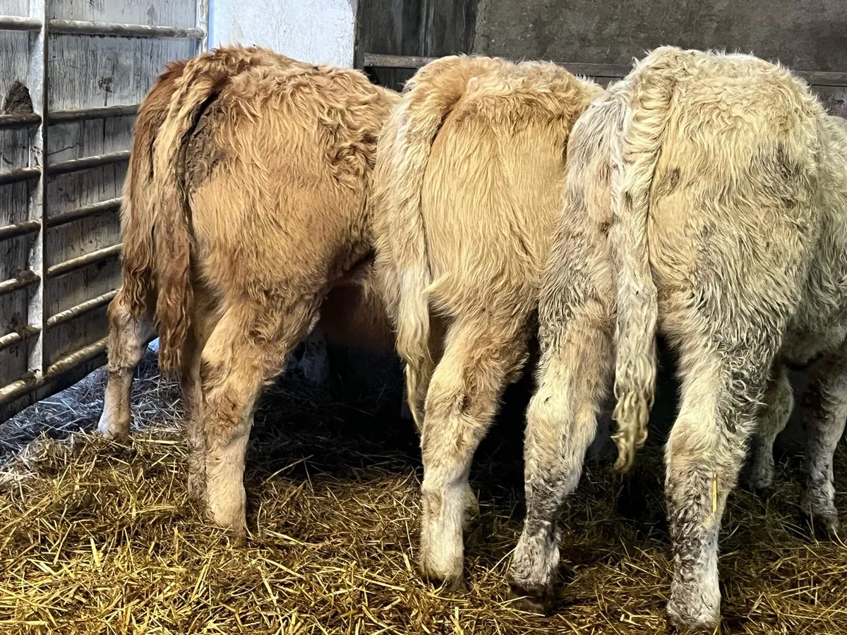 Heifer Weanlings - Image 4