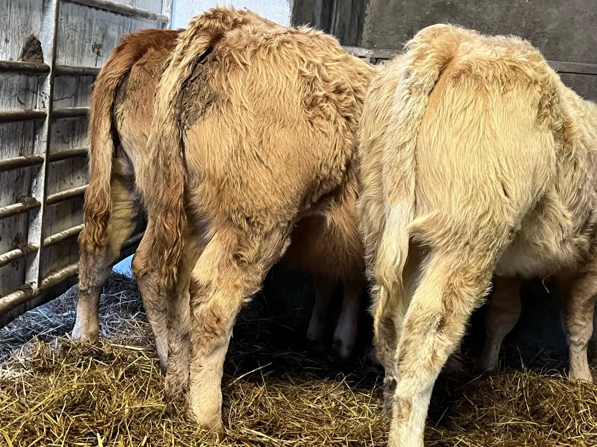 Heifer Weanlings - Image 1
