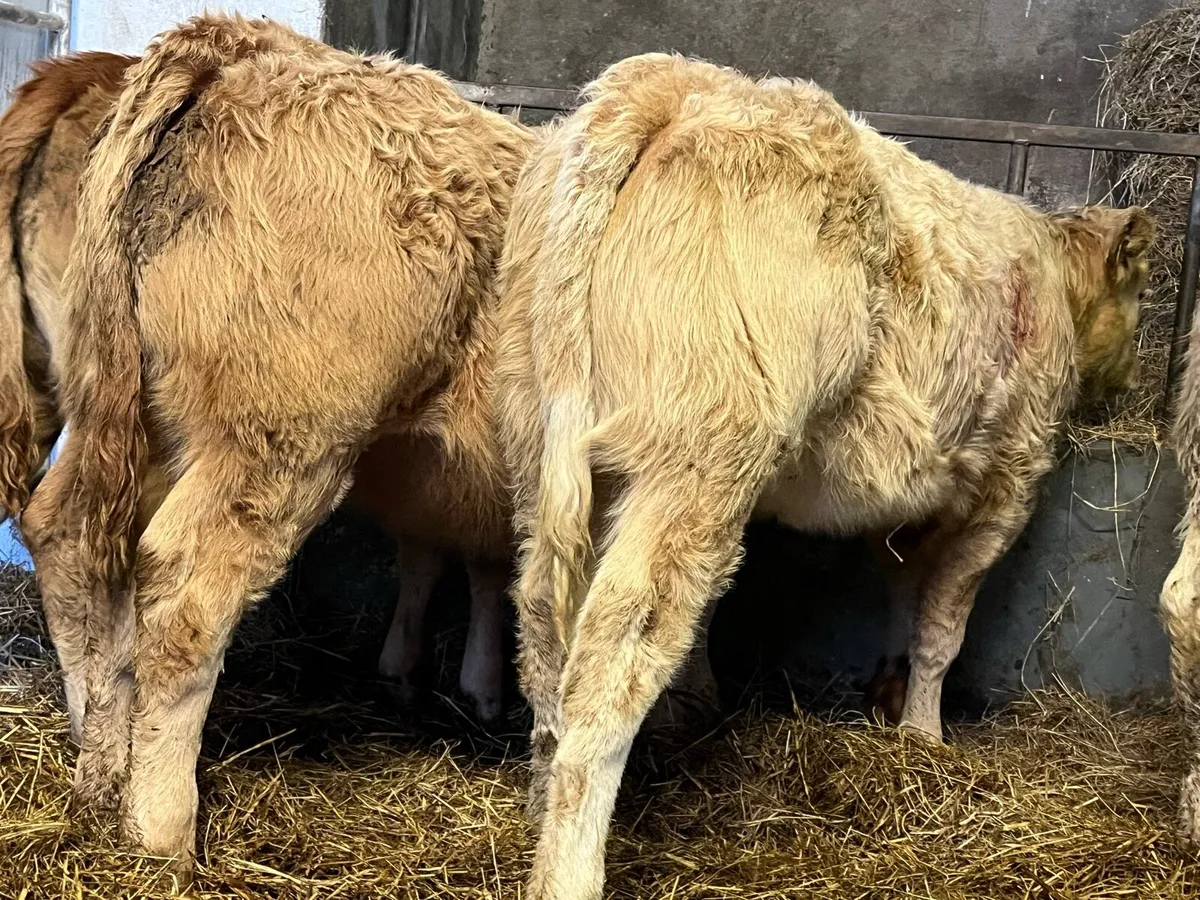 Heifer Weanlings - Image 3