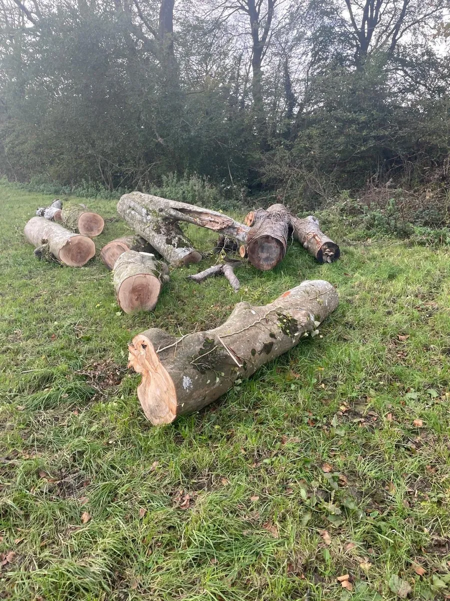 Fire wood - beech - Image 2