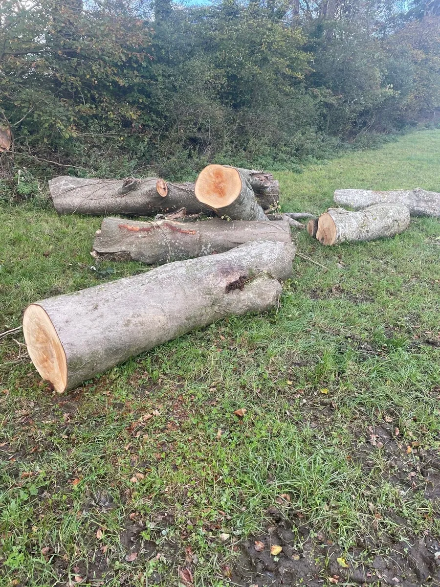 Fire wood - beech - Image 1