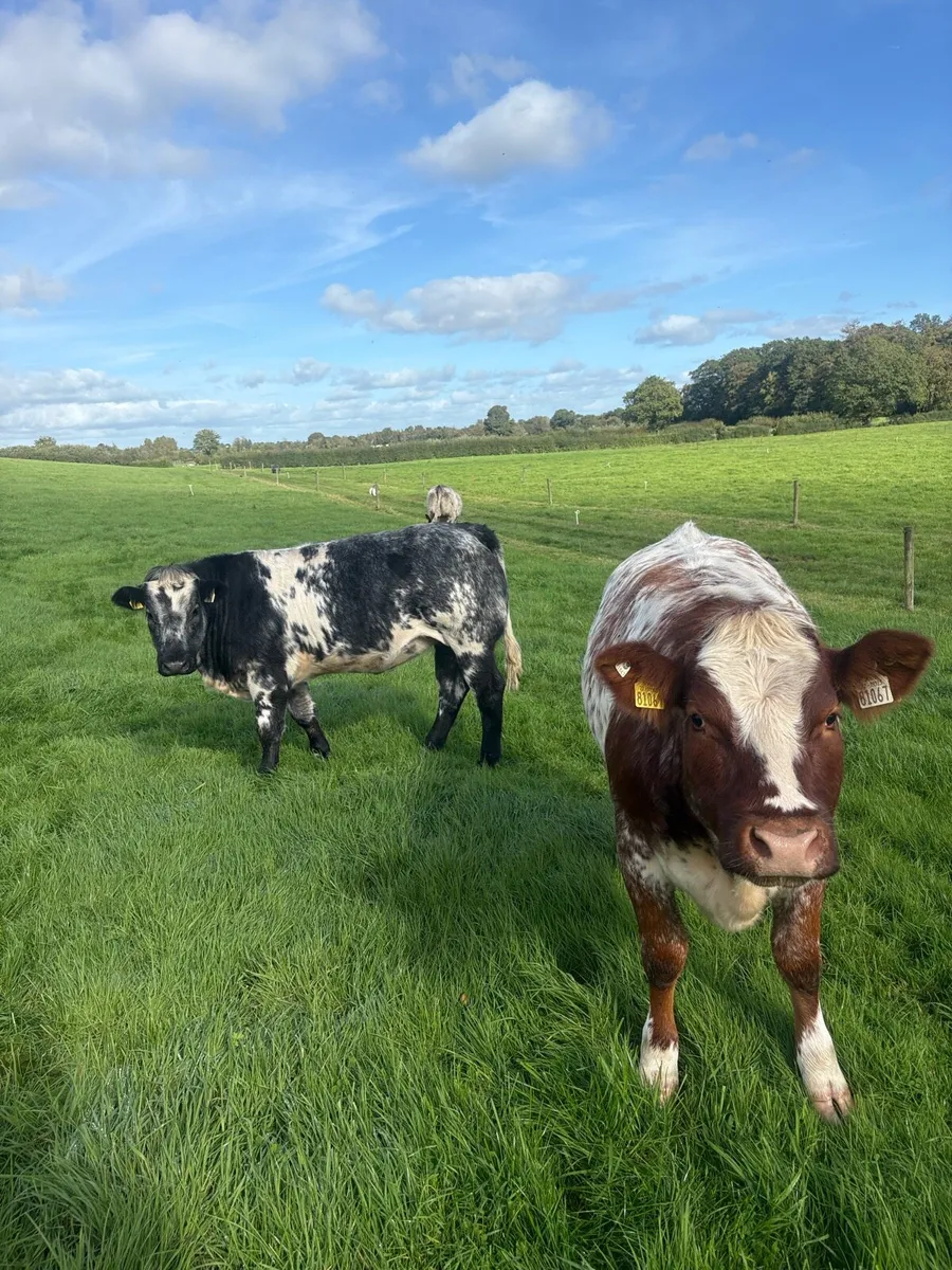 *Ballinakill Mart Tomorrow October 31st * - Image 2