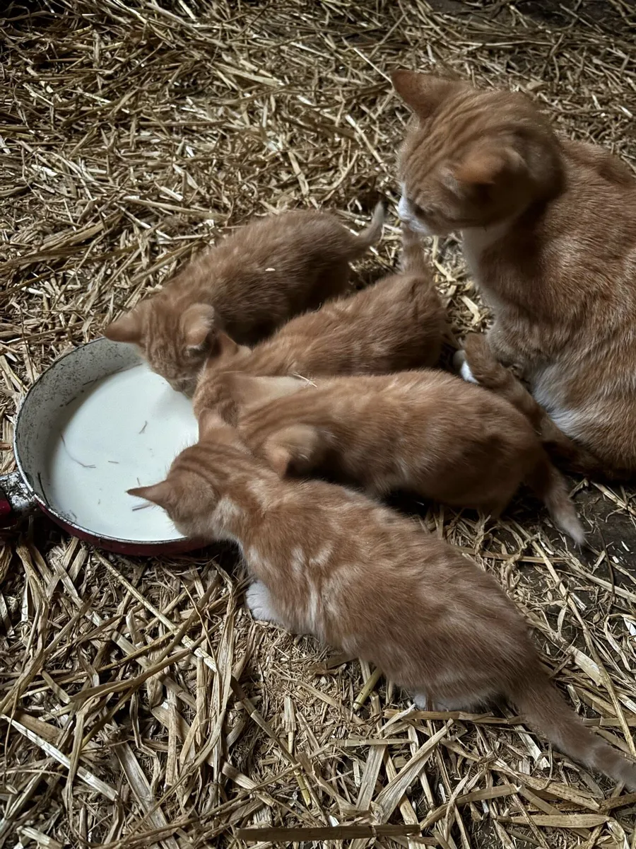 4 ginger kittens