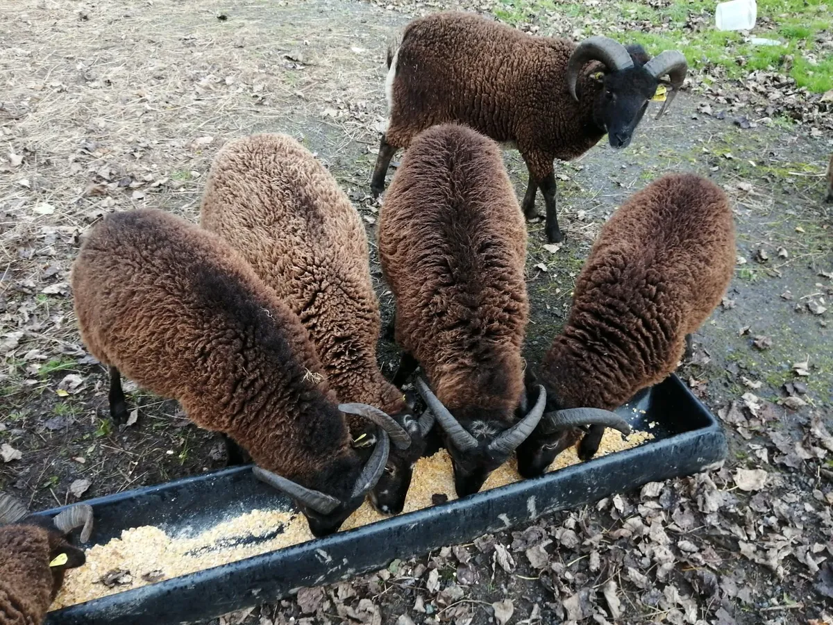 Soay ram lambs - Image 2