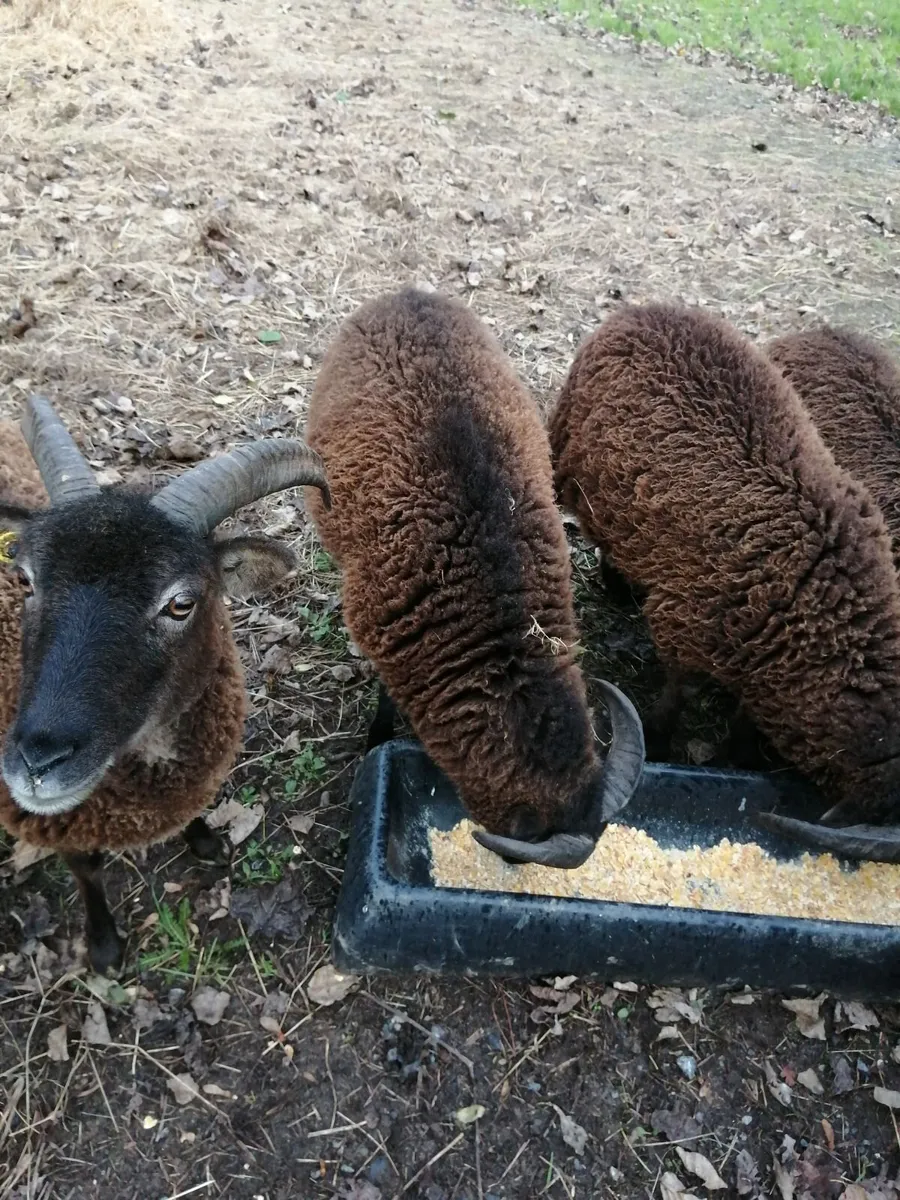 Soay ram lambs - Image 1