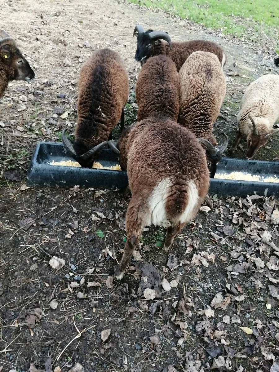 Soay ram lambs - Image 4