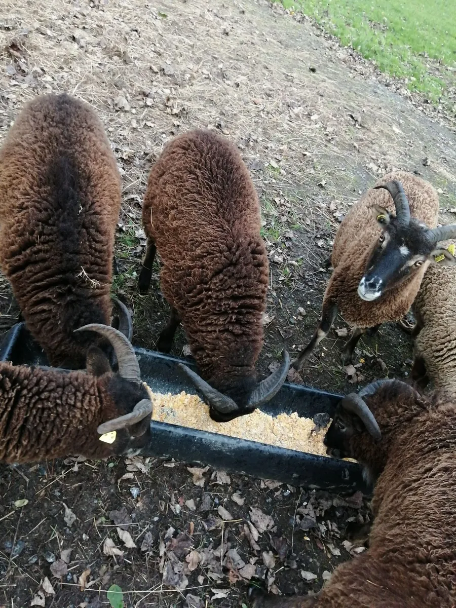 Soay ram lambs - Image 3