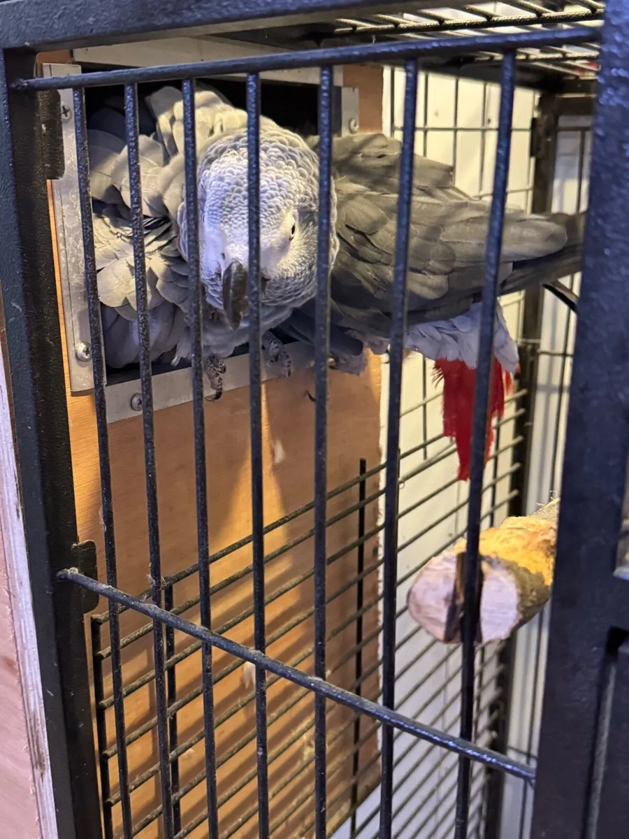 African grey bonded pair - Image 1