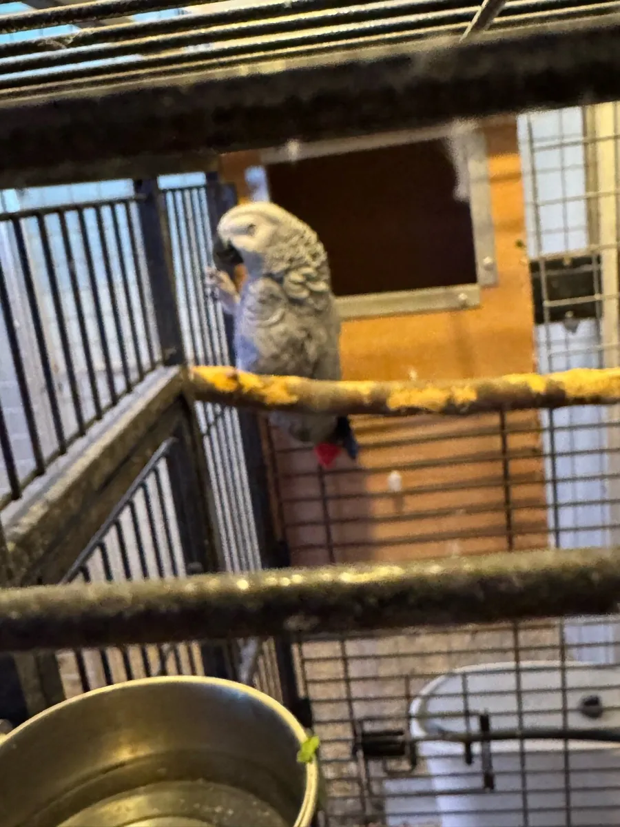African grey bonded pair - Image 2