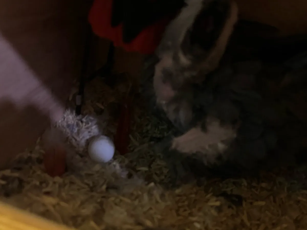 African grey bonded pair - Image 3