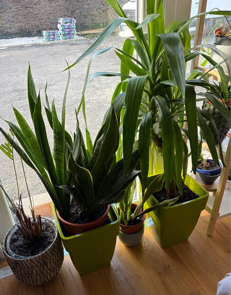large indoor flowers + pots - Image 2