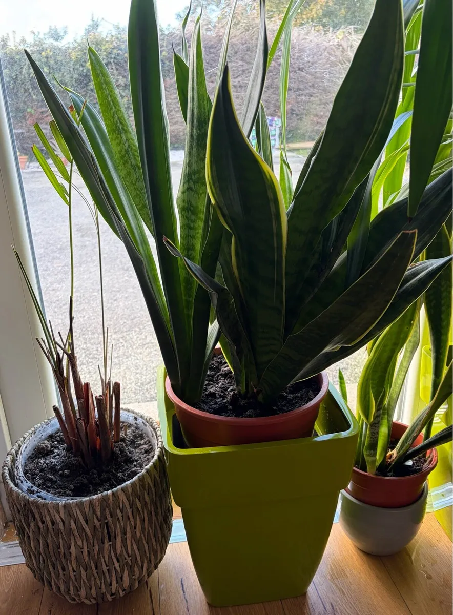 large indoor flowers + pots - Image 3