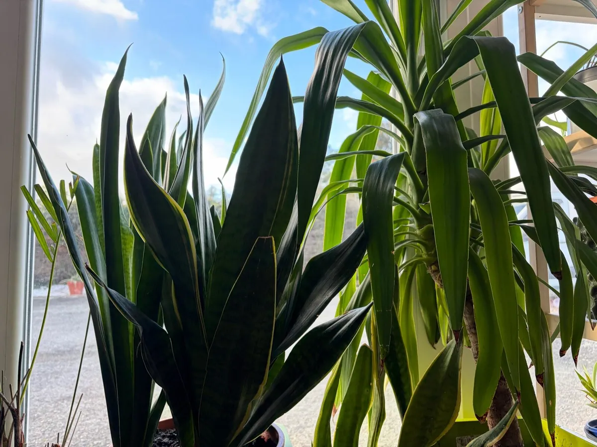 large indoor flowers + pots - Image 4
