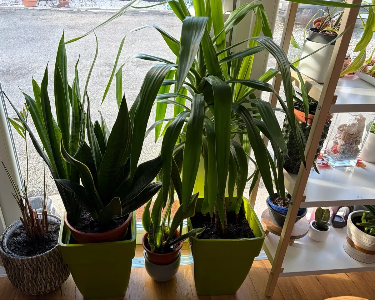 large indoor flowers + pots - Image 1