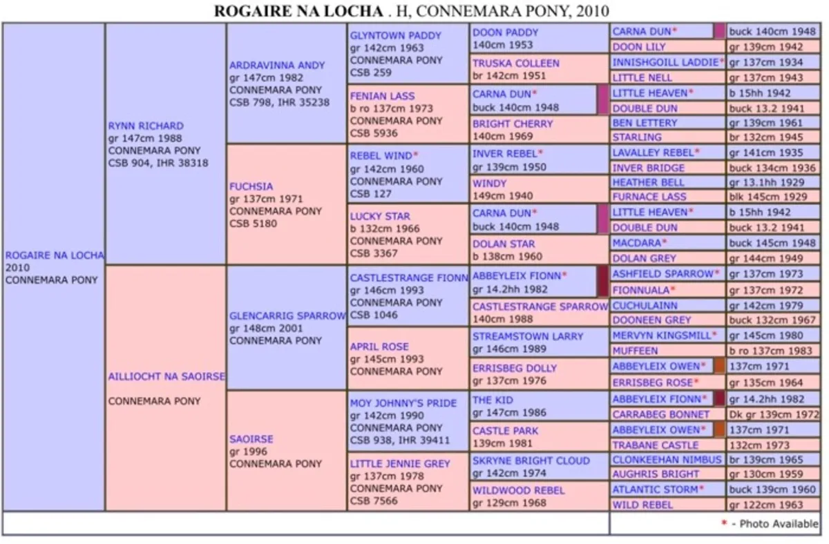 Lot 829 Sunday Reg Colt foal by Rogaire Na Locha - Image 2
