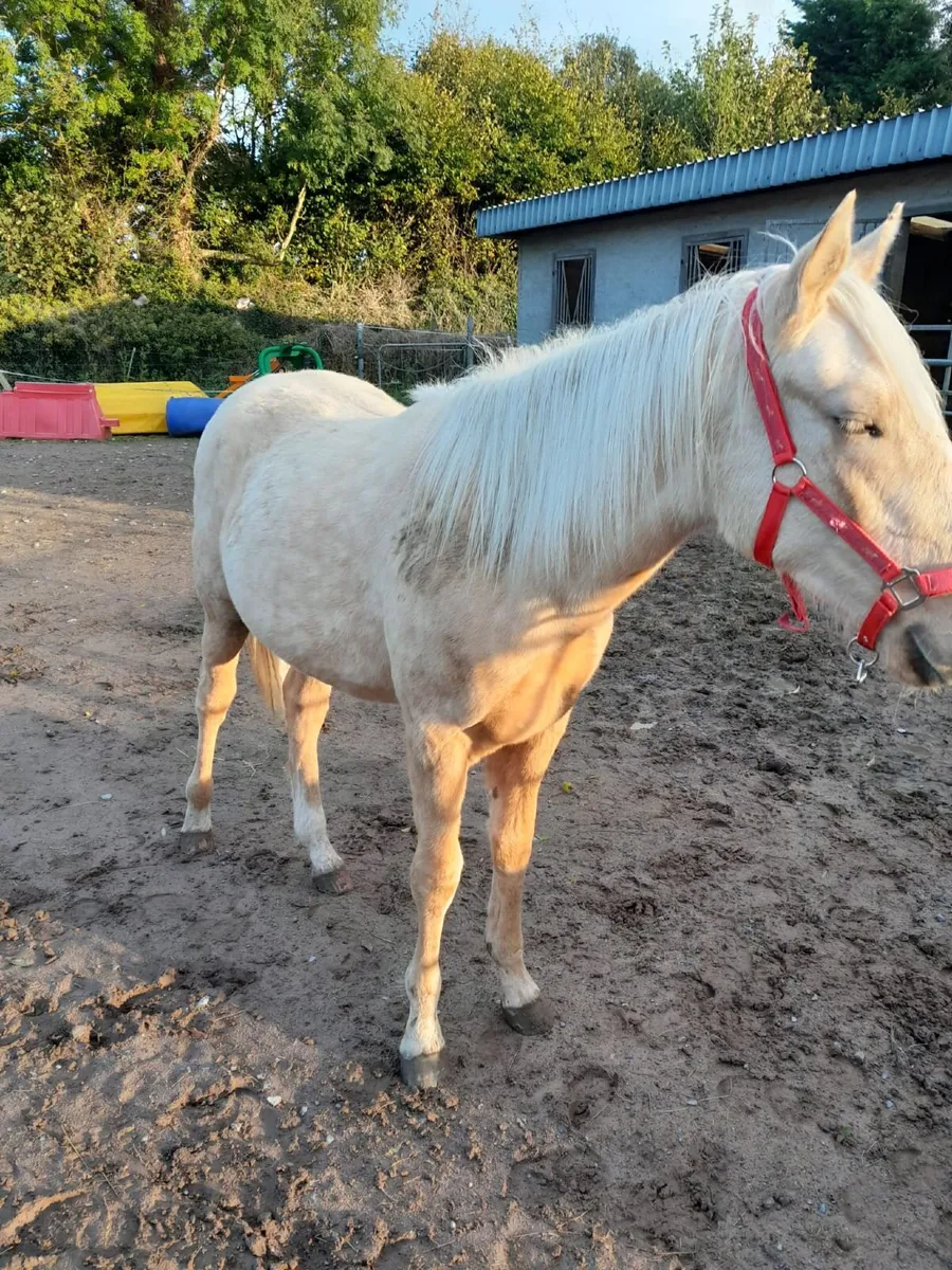 Yearling filly - Image 2